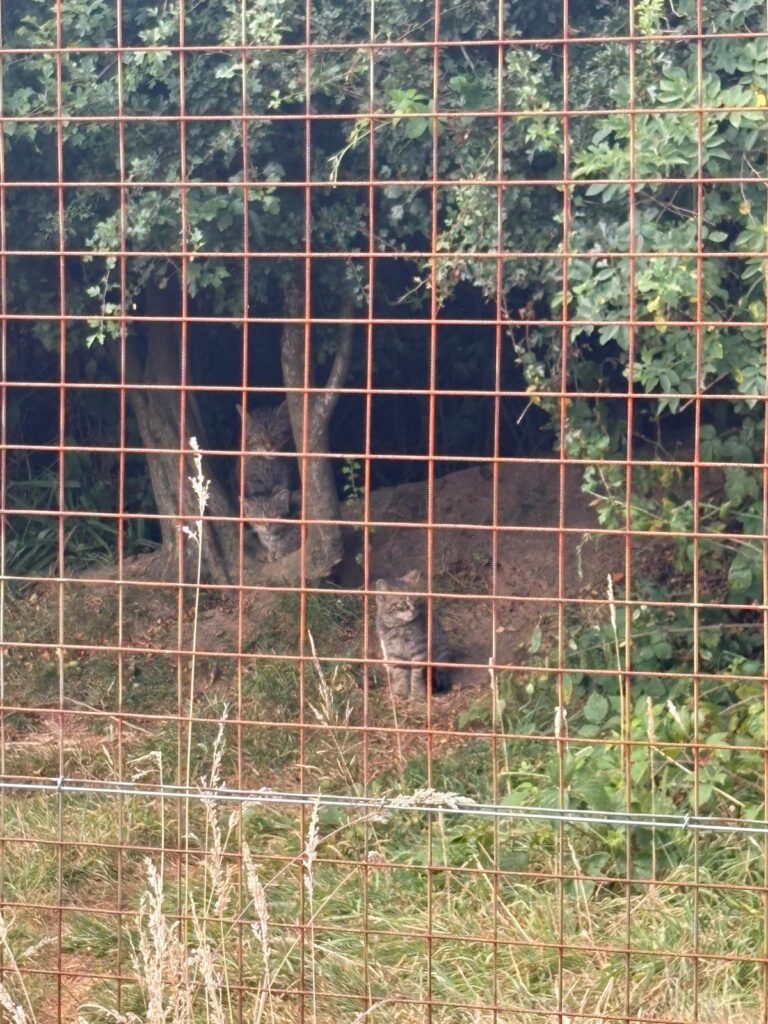 Rewilding in Action: If Not Now, When? 2026 at Rewilding Coombeshead 6