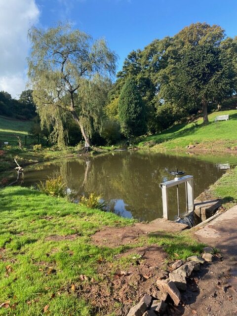 Before the works: low pond water level beside the historic sluice structure