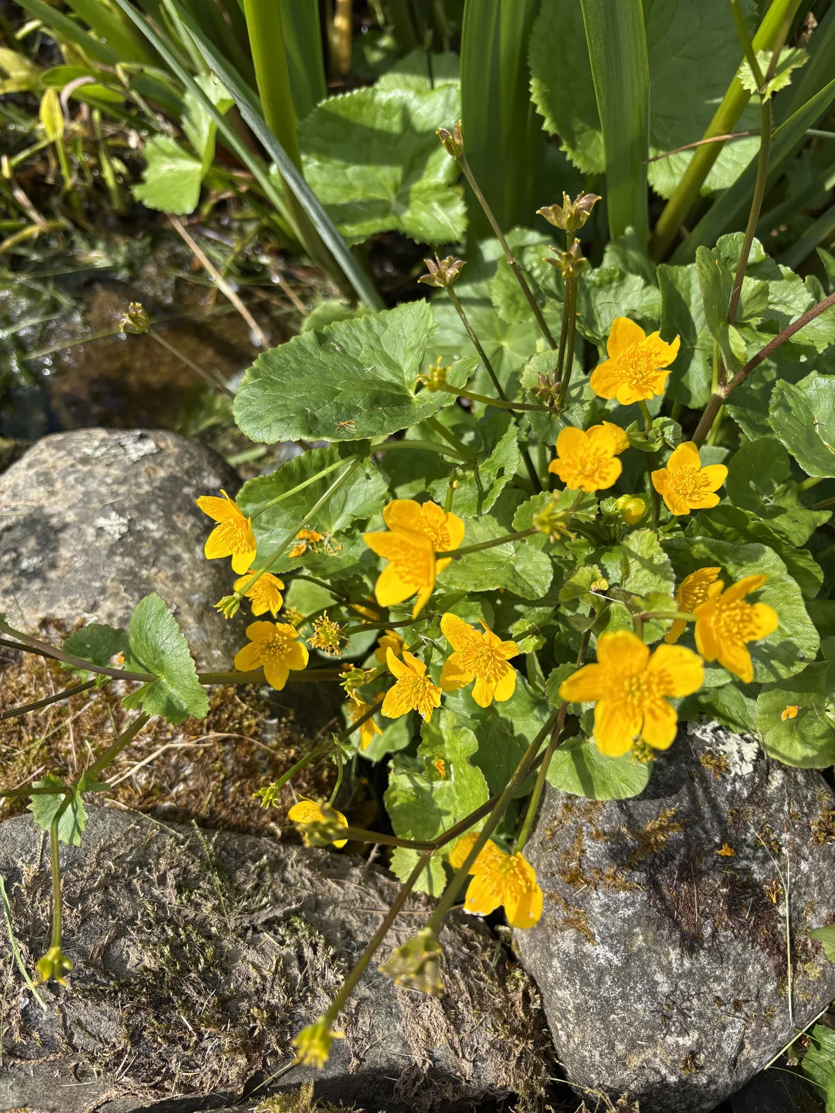 Yellow marsh marigold flowers among stones and marginal pond plants