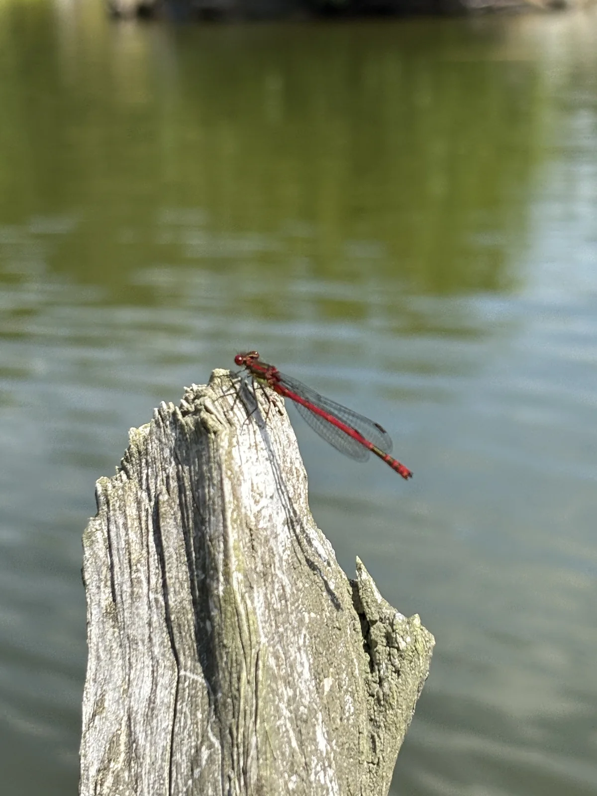 Red damselfly resting on weathered timber beside the pond