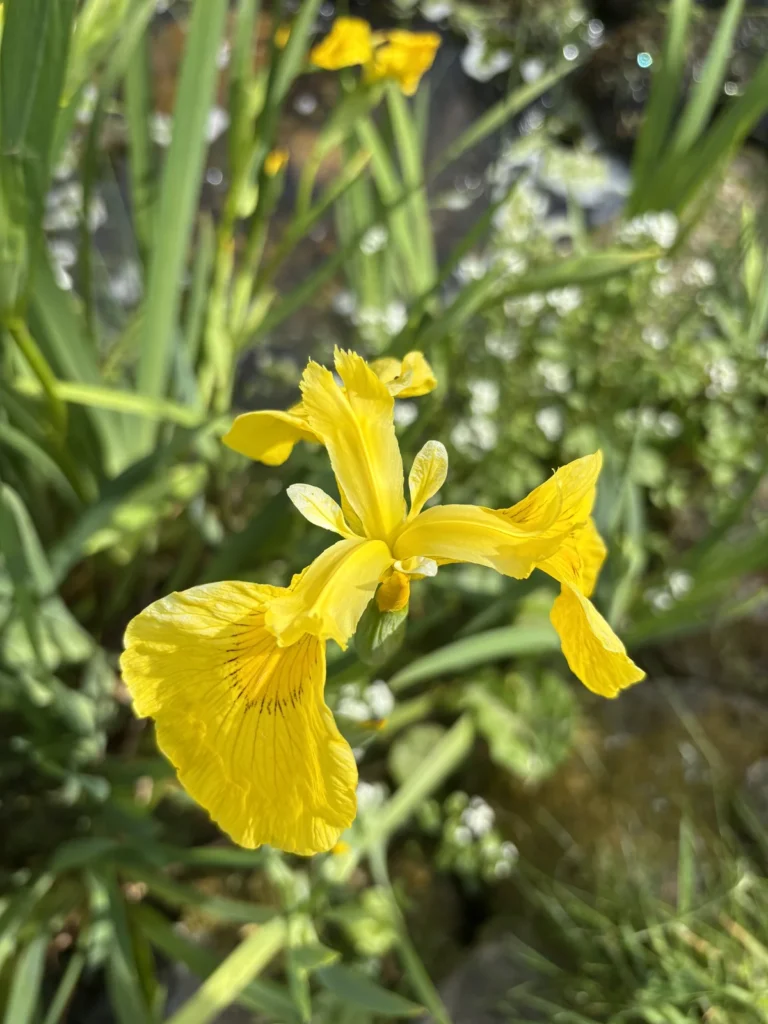 Yellow flag iris flower with upright green leaves at the pond edge