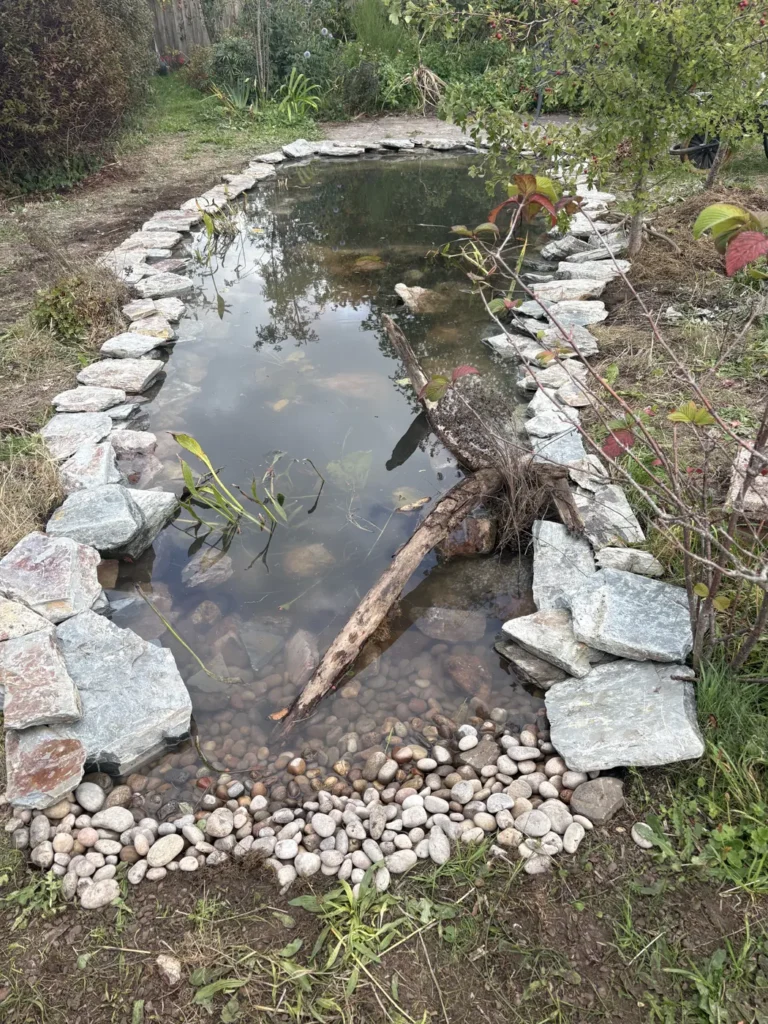 Restored wildlife pond in Topsham with natural stone margins, a shallow pebble edge and deadwood