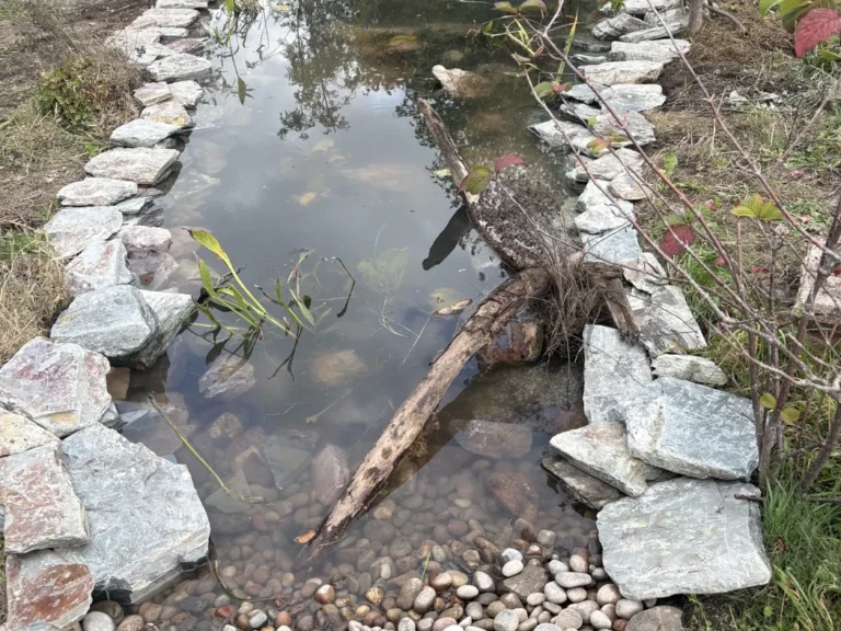 Restored wildlife pond in Topsham with natural stone margins, a shallow pebble edge and deadwood