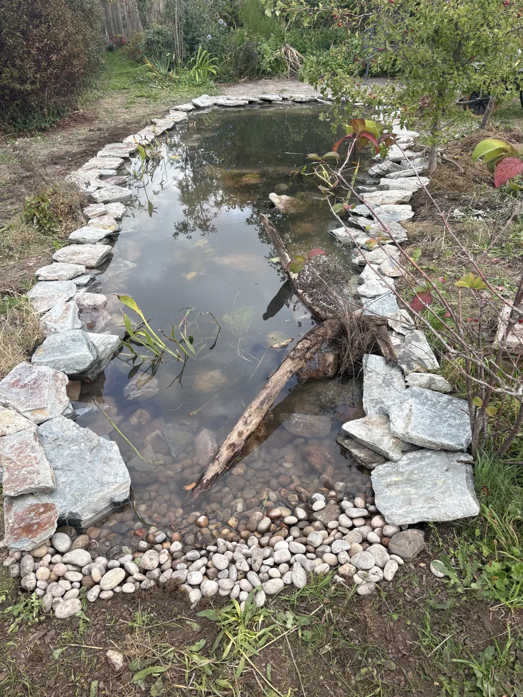 The same garden pond refilled after restoration, with stone margins, planting and deadwood