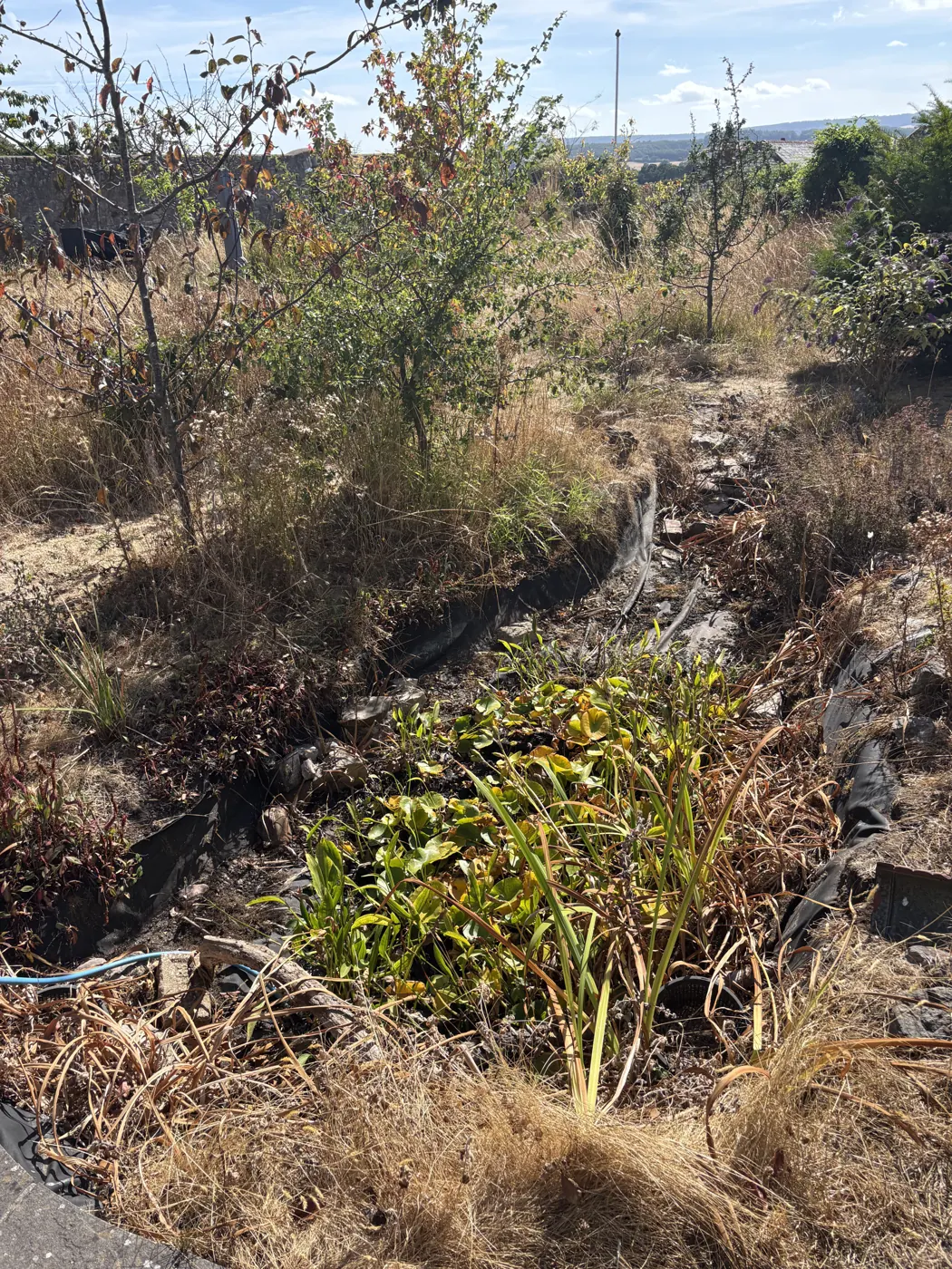 The original empty wildlife pond with exposed old liner and sparse remaining plants